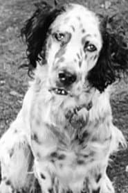 Photo of Banjo
