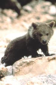 Photo of Douce the Bear