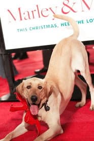Photo of Clyde the Dog