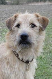 Photo of Barley