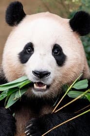 Photo of Fu Bao