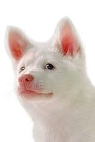 Photo of Kori