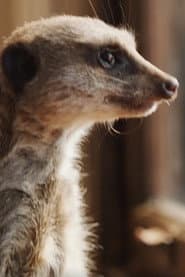 Photo of Elvis the Meerkat