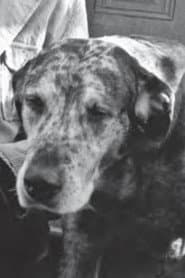 Photo of Bocko