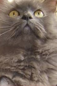 Photo of Monstro Cat