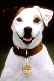 Photo of Soccer the Dog