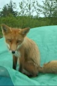 Photo of Champion the Fox