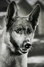 Photo of Grey Shadow