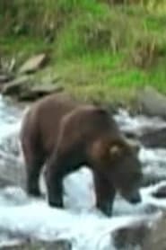 Photo of Olie the Bear