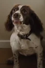 Photo of Rosa the Dog