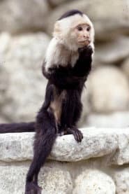 Photo of Binx the Monkey