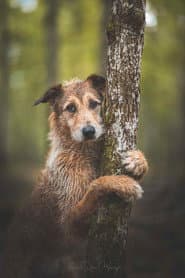 Photo of Kodi