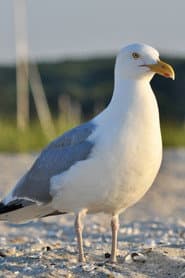 Photo of seagull