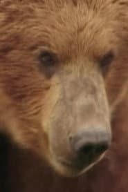 Photo of Rowdy the Bear