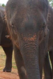 Photo of Bong