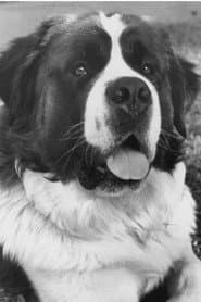 Photo of Chris the Dog