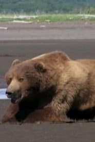 Photo of Mickey the Bear