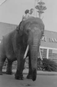 Photo of Charlie the Elephant