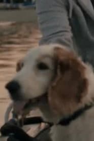 Photo of Bodil the Dog