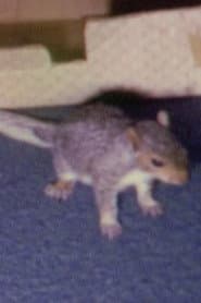 Photo of Willie the Squirrel