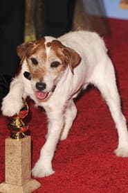 Photo of Uggie