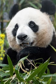Photo of Ai Bao
