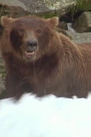 Photo of Bear 141