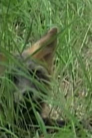 Photo of Ghost the Fox