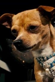 Photo of Chester the Chihuahua