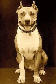 Photo of Luke the Dog