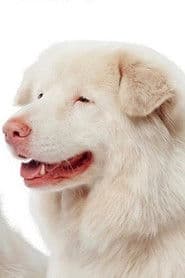 Photo of Hima