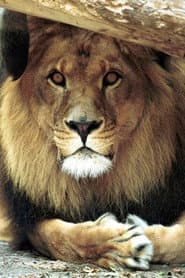 Photo of Bongo the Lion