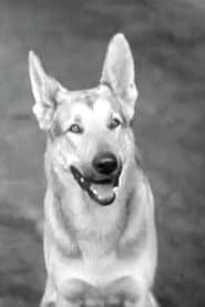 Photo of Tarzan