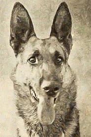 Photo of Thunder the Dog