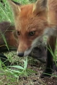 Photo of Ghost the Fox’s Playmate