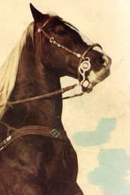 Photo of Koko