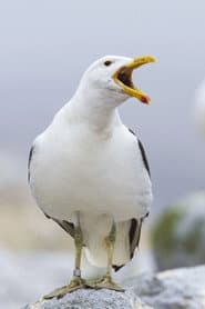 Photo of Sully Seagull