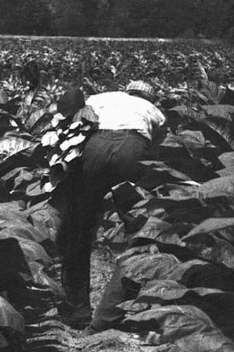 Poster for The Back-breaking Leaf