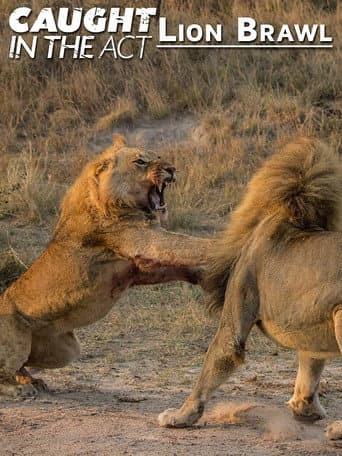 Poster for Caught in the Act: Lion Brawl