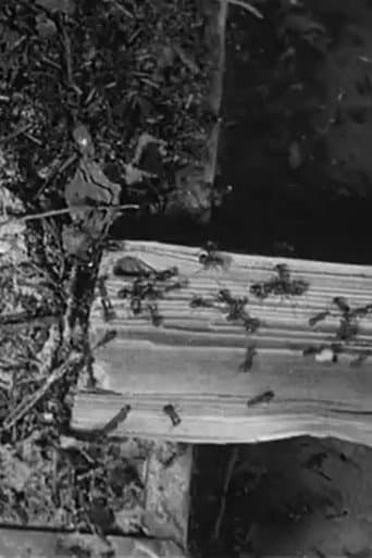 Poster for The Battle of the Ants