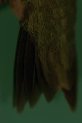 Poster for How a Sprig of Fir Would Replace a Feather