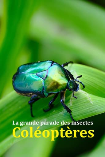 Poster for Fabulous Insects - Beetles
