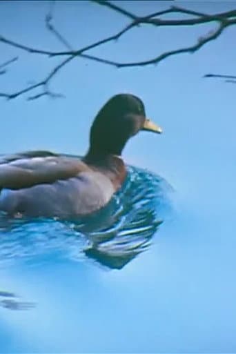 Poster for Canards