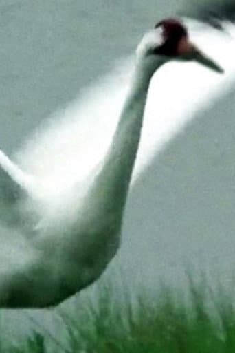 Poster for A Great White Bird