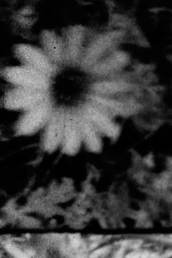 Poster for Petals and Feathers