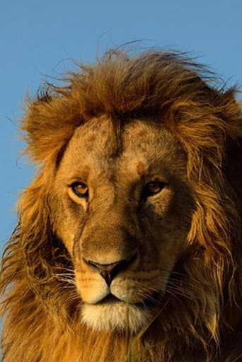 Poster for Serengeti