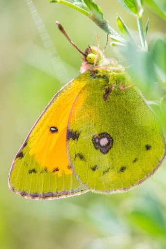 Poster for A Butterfly's Tale