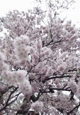 Poster for Cherry Blossom on My Palm