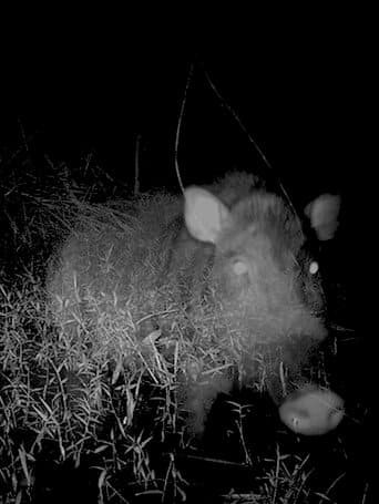 Poster for Camera Trap