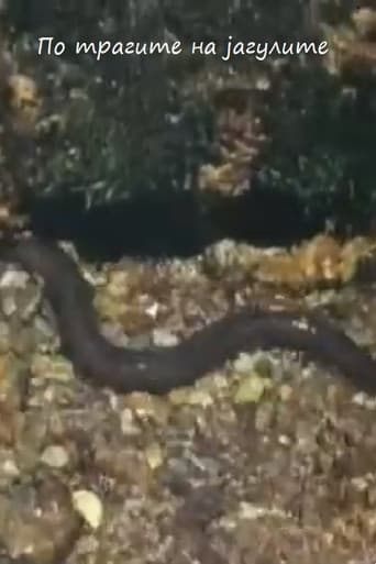 Poster for Following the Traces of the Eels